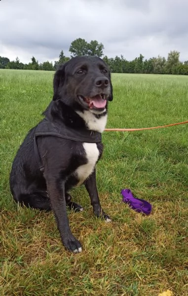 nuvola timido mix labrador | Foto 6