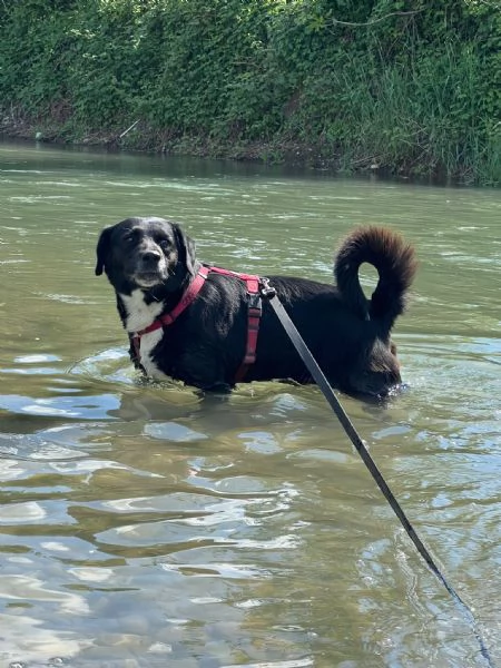 nuvola timido mix labrador | Foto 4