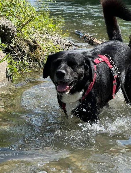 nuvola timido mix labrador | Foto 2