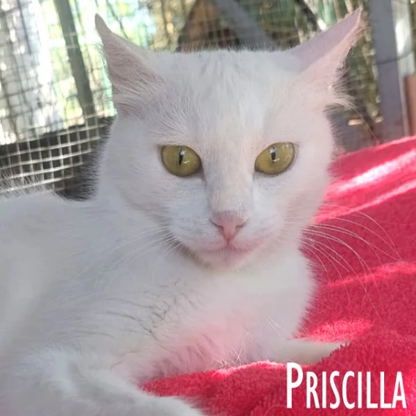 Priscilla gattina meraviglia! | Foto 6