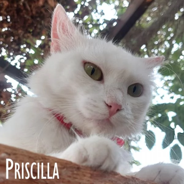 Priscilla gattina meraviglia! | Foto 5