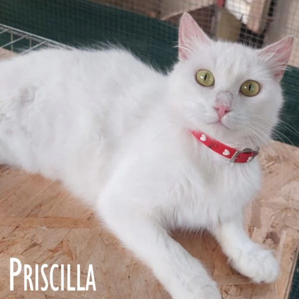 Priscilla gattina meraviglia! | Foto 4