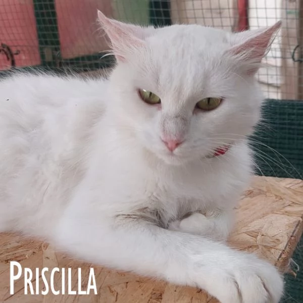 Priscilla gattina meraviglia! | Foto 3