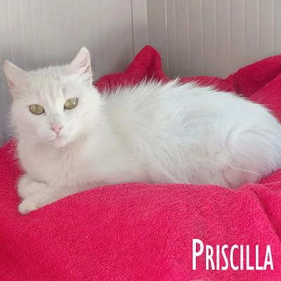 Priscilla gattina meraviglia! | Foto 2