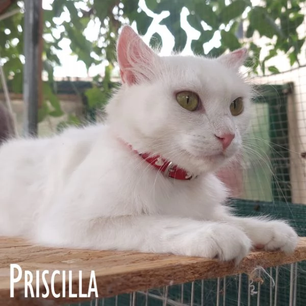 Priscilla gattina meraviglia! | Foto 1