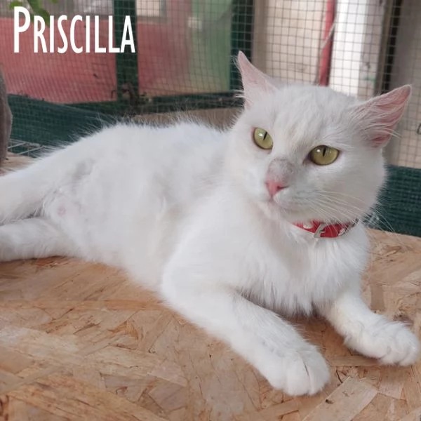 Priscilla gattina meraviglia! | Foto 0