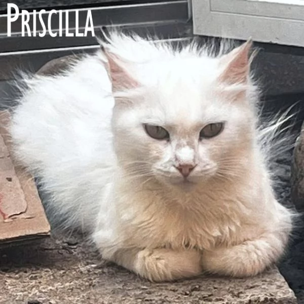 Priscilla gattina meraviglia!