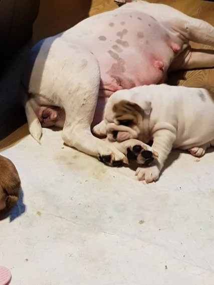 disponibili bulldog inglese 3mesi