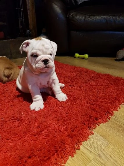 disponibili bulldog inglese 3mesi | Foto 1