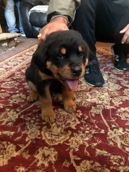 cucciolo di rottweiler maschio di 3 mesi | Foto 1