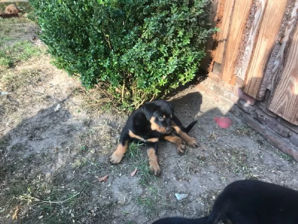 cuccioli di rottweiler con pedigree