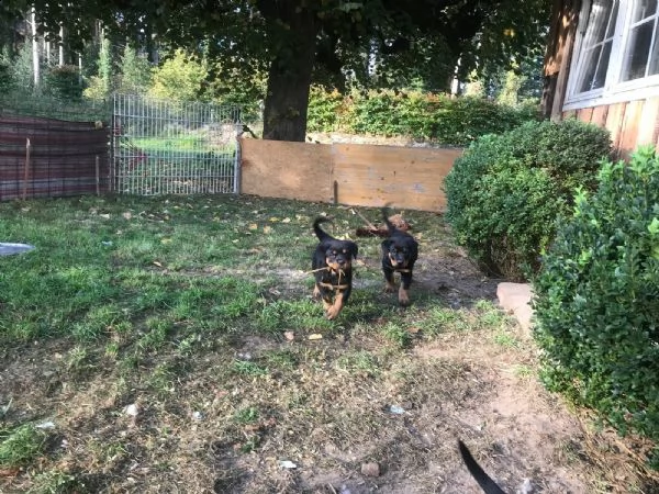 cuccioli di rottweiler con pedigree | Foto 2