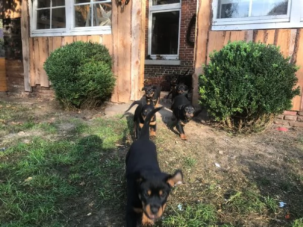 cuccioli di rottweiler con pedigree | Foto 0