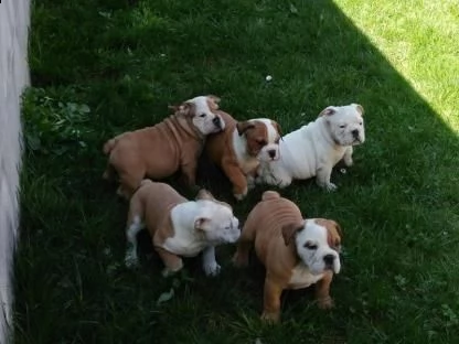 bulldog inglese cuccioli