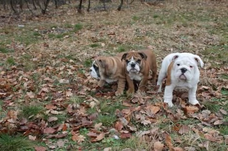 bulldog inglese cuccioli | Foto 2