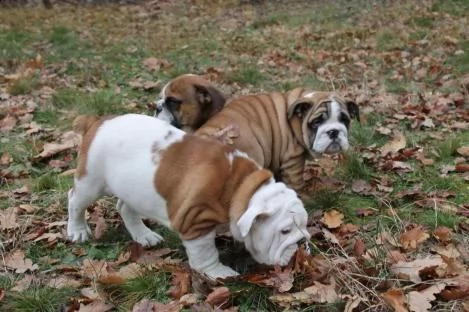 bulldog inglese cuccioli | Foto 1