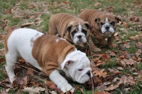 bulldog inglese cuccioli | Foto 0