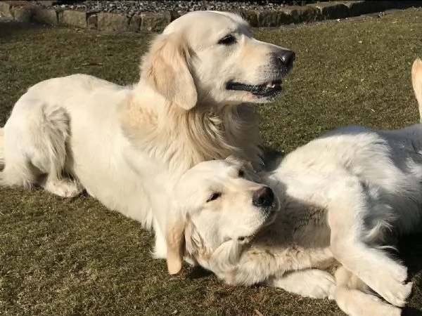 cucciolotta di golden retriever di 2 mesi  | Foto 0