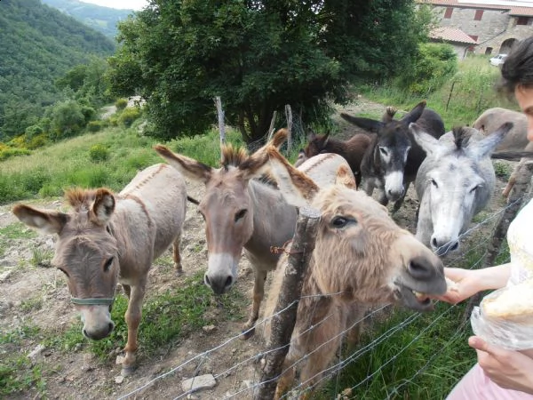 asinelli sardi giovani e puledrini | Foto 1