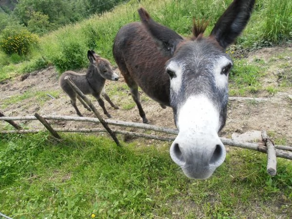 asinelli sardi giovani e puledrini | Foto 0