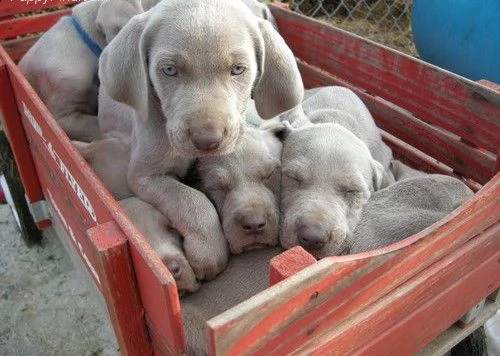 cuccioli di weimaraner con pedegre enci e garanzia  | Foto 1