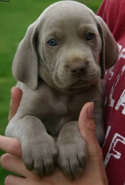 cuccioli di weimaraner con pedegre enci e garanzia 