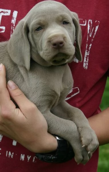 cuccioli di weimaraner con pedegre enci e garanzia  | Foto 0