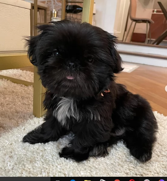 Vendo cuccioli shih tzu in vendita