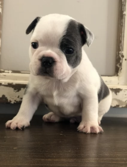 bulldog francesi in vendita