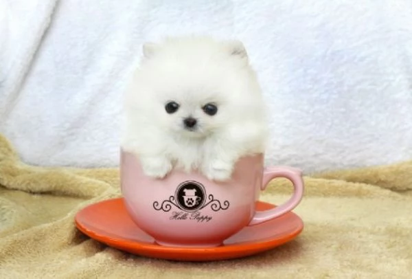 Pomerania cucciolo - 