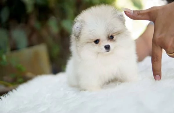 cuccioli di pomerania pura razza pronti