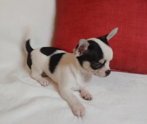 Chihuahua (a pelo liscio) maschi e femmine per una casa per sempre.