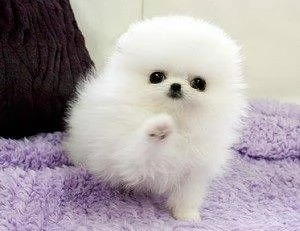 Pomerania cucciolo - vendital