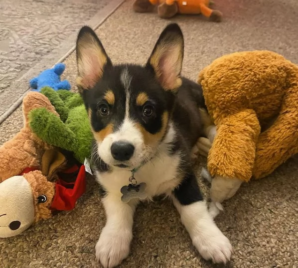 Cuccioli di Welsh Corgi disponibili | Foto 1