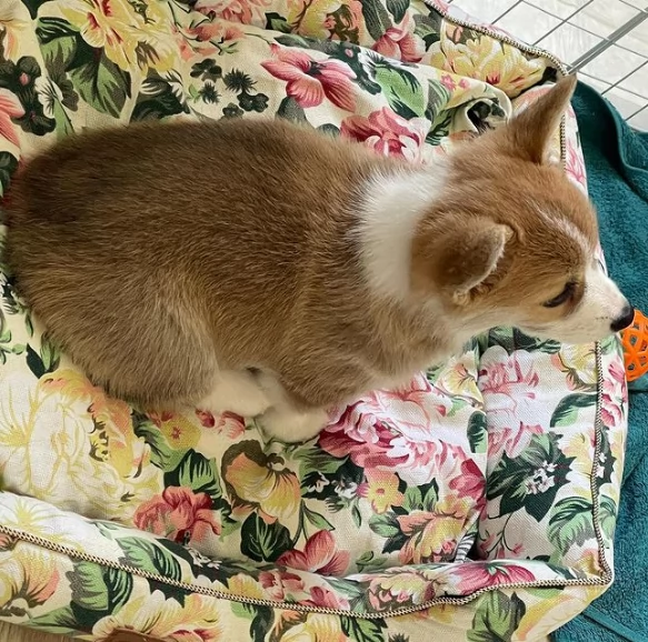 Cuccioli di Welsh Corgi disponibili | Foto 0