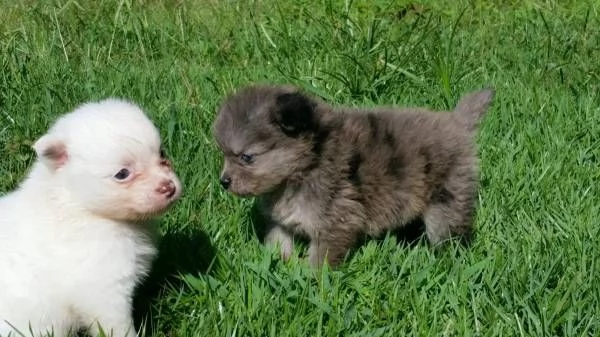 Cuccioli di Pomerania in adozione.