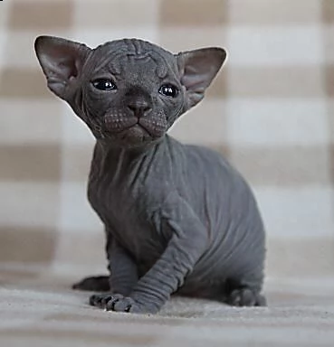 bellissimi gattini sphynx, cuccioli di gatto nudo canadese