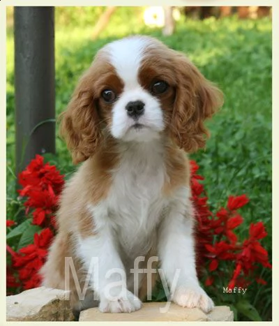 cuccioli cavalier king charles 