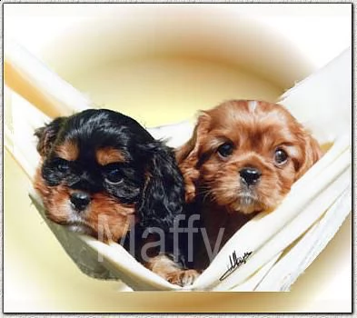 cuccioli cavalier king charles  | Foto 1