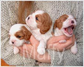 cuccioli cavalier king charles  | Foto 0