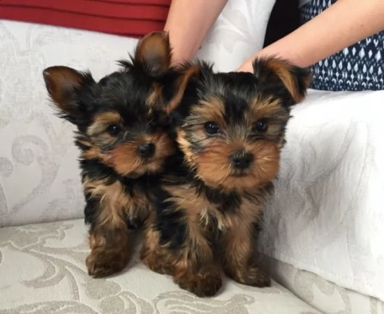 simpatici cuccioli di yorkshire terrier