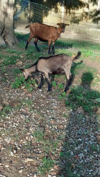 Maschi Capra Camosciata delle Alpi