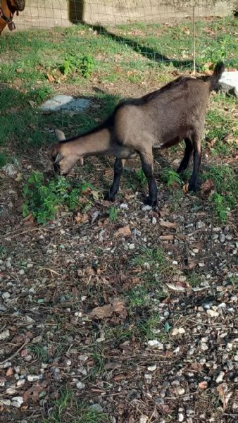 Maschi Capra Camosciata delle Alpi | Foto 2