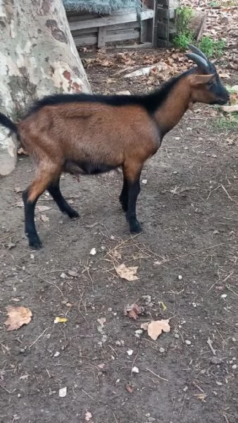 Maschi Capra Camosciata delle Alpi | Foto 1