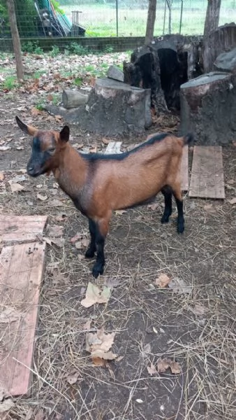 Maschi Capra Camosciata delle Alpi | Foto 0