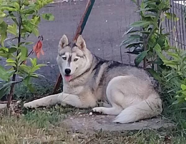 Cuccioli di siberian husky  | Foto 2