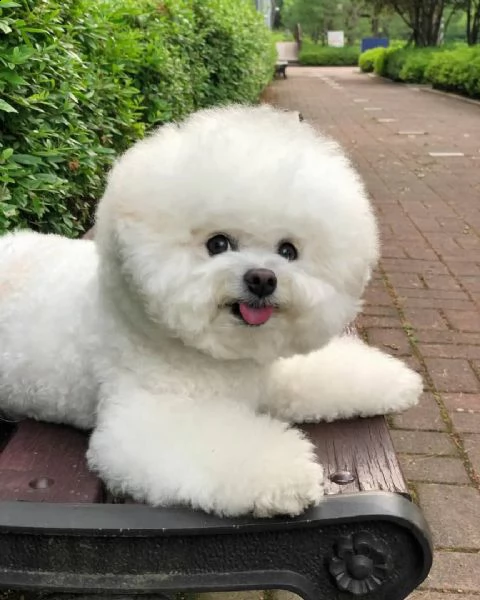 cuccioli di bichon frise | Foto 4