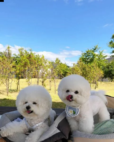 cuccioli di bichon frise