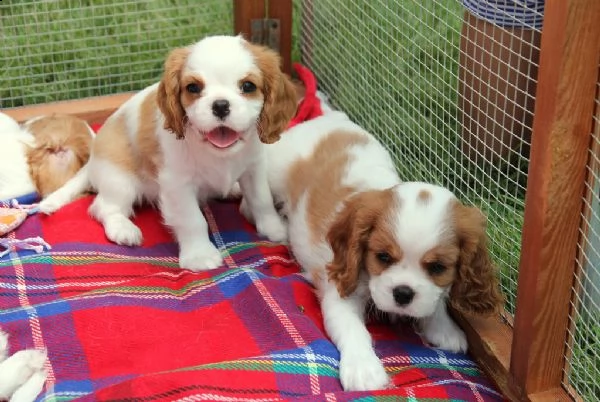 cuccioli di cavalier king 