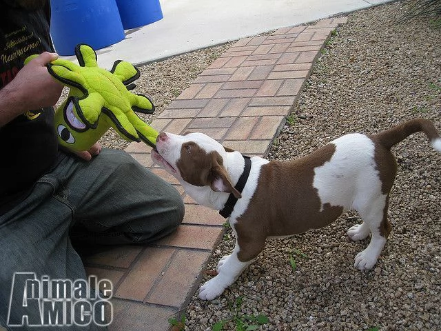 cuccioli di american staffordshire terrier | Foto 1